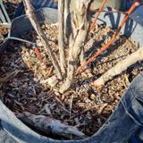 팜모닝 블루베리·자유게시판 게시글 이미지