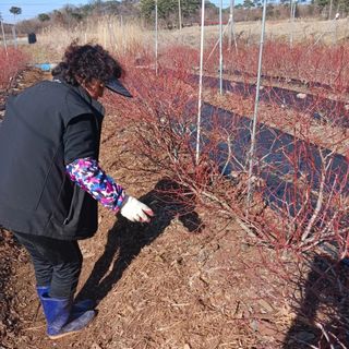 해피베리팜최순덕님의 블루베리 · 자유게시판 작성글 사진