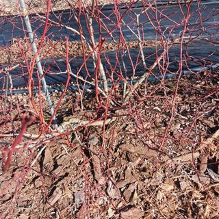 해피베리팜최순덕님의 블루베리 · 자유게시판 작성글 사진