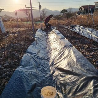 해피베리팜최순덕님의 블루베리 · 자유게시판 작성글 사진