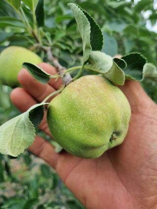 최동욱님의 우리지역 대표작물 자랑하기 · 참여글 작성글 사진