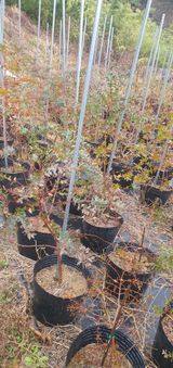 팜모닝 우리지역 대표작물 자랑하기·참여글 게시글 이미지