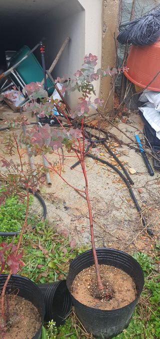 고흥박상남님의 우리지역 대표작물 자랑하기 · 참여글 작성글 사진