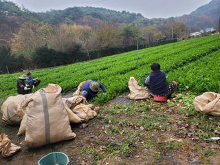 서동일님의 우리지역 대표작물 자랑하기 · 참여글 작성글 사진