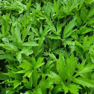 서동일님의 우리지역 대표작물 자랑하기 · 참여글 작성글 사진