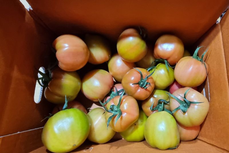 장터 상품 [못난이 토마토] 썸네일