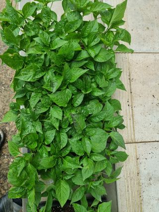 조영자님의 작성글 사진