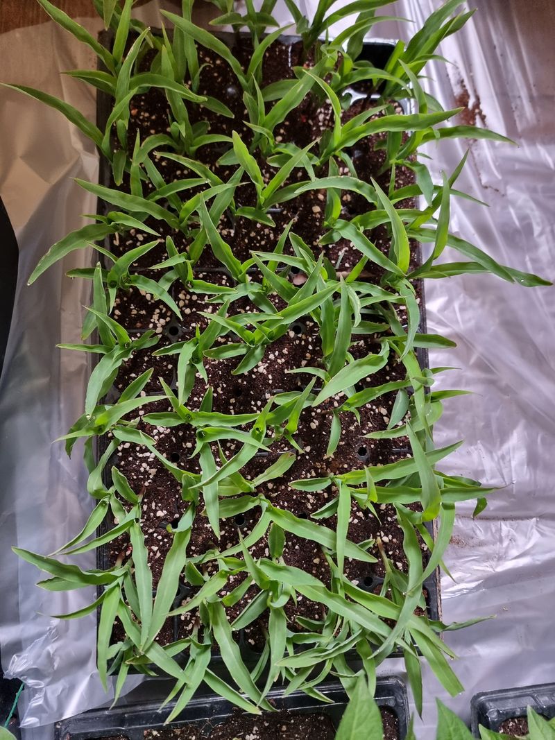 조영자님의 장터 판매 상품 [고추모종 .옥수수모종 ] 첨부 사진