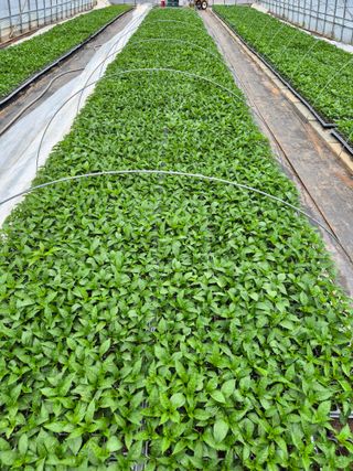 조영자님의 작성글 사진