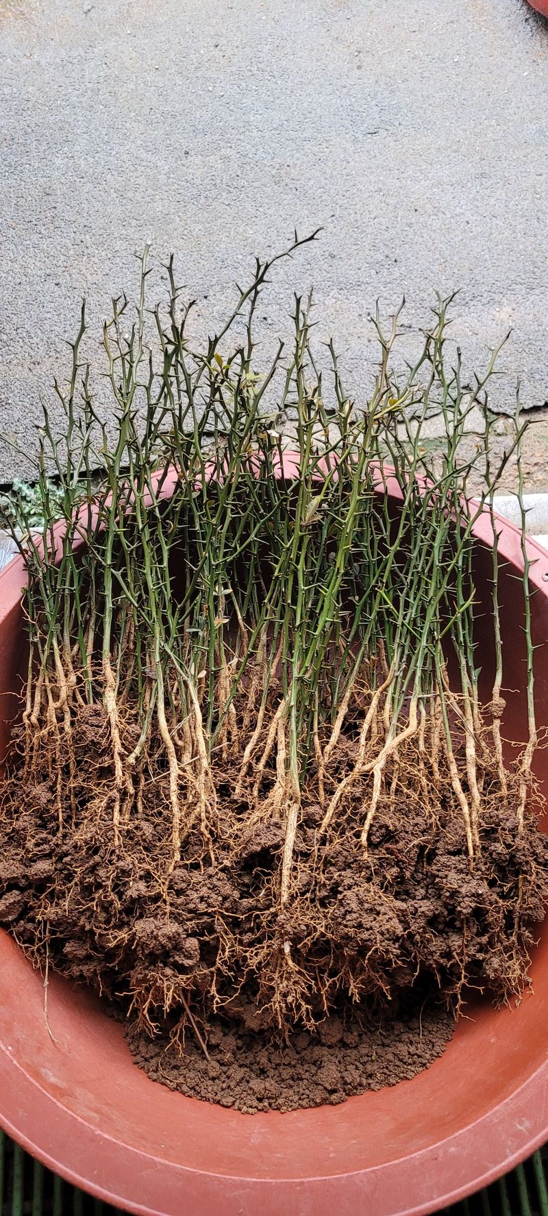 니나노님의 장터 판매 상품 [탱자나무 묘목] 첨부 사진