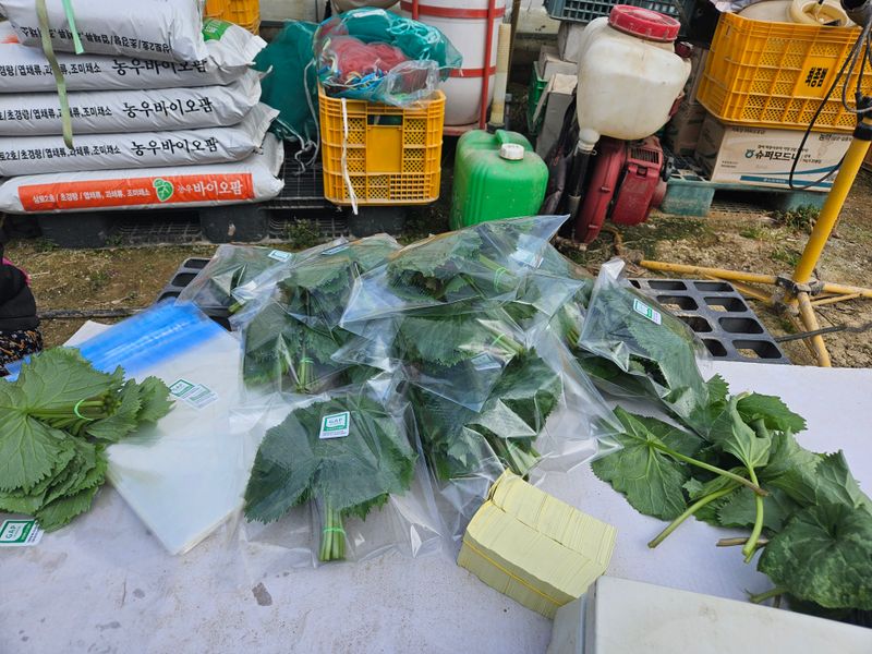 최종범님의 장터 판매 상품 [곤달비  1kg 2kg] 첨부 사진