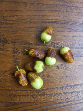 뽁이님의 사과 · 일상 작성글 사진