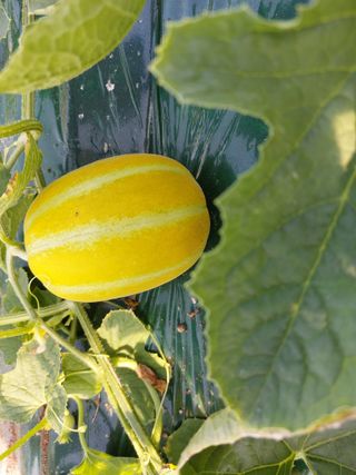 두릅나무20739님의 우리지역 대표작물 자랑하기 · 참여글 작성글 사진