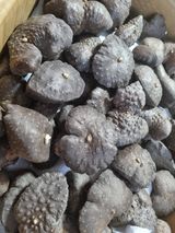 팜모닝 기타작물·자유게시판 게시글 이미지