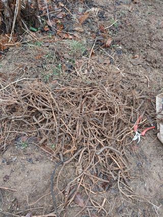 시금치6781님의 두릅 · 품종•종자 작성글 사진