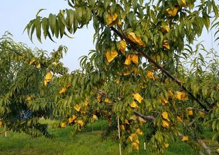 김영복님의 우리지역 대표작물 자랑하기 · 참여글 작성글 사진