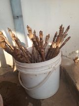 팜모닝 우리지역 대표작물 자랑하기·참여글 게시글 이미지