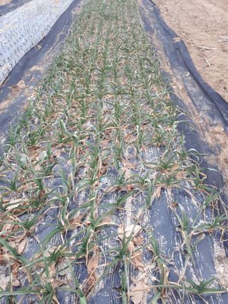 순자님의 우리지역 대표작물 자랑하기 · 참여글 작성글 사진