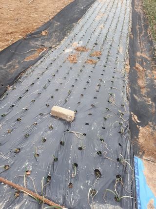 순자님의 우리지역 대표작물 자랑하기 · 참여글 작성글 사진