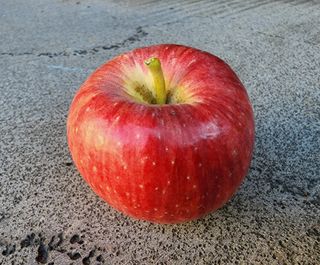 최영희님의 우리지역 대표작물 자랑하기 · 참여글 작성글 사진