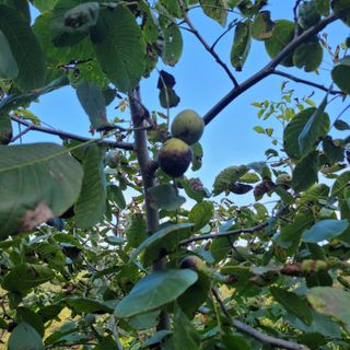 알 수 없음님의 우리지역 대표작물 자랑하기 · 참여글 작성글 사진