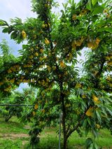 팜모닝 우리지역 대표작물 자랑하기·참여글 게시글 이미지