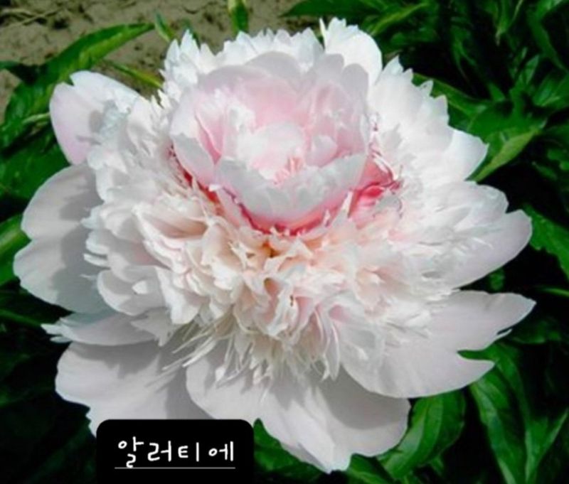 장터 상품 [알러티에 겹작약 구근 선착순 5개(판매완료)] 썸네일