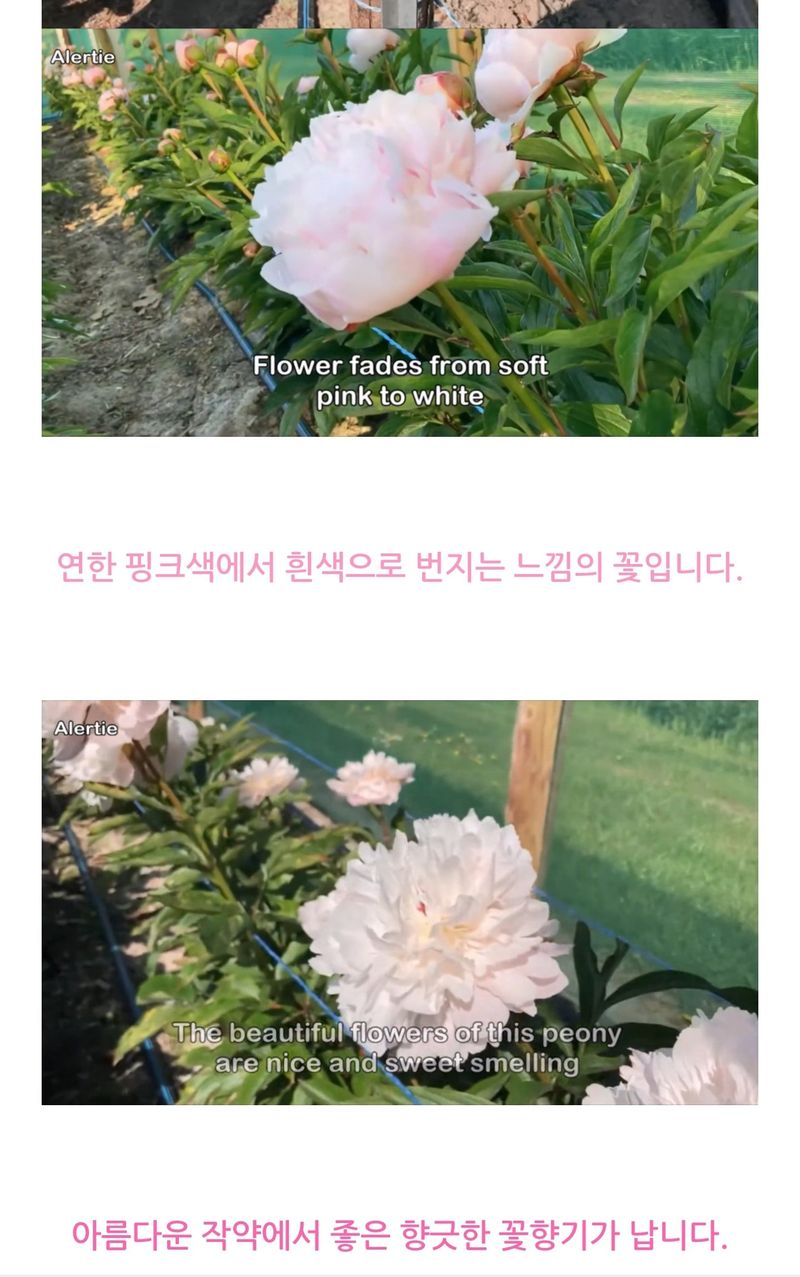 김정원님의 장터 판매 상품 [알러티에 겹작약 구근 선착순 5개(판매완료)] 첨부 사진