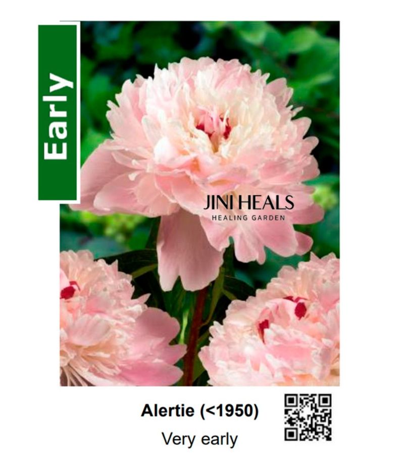 김정원님의 장터 판매 상품 [알러티에 겹작약 구근 선착순 5개(판매완료)] 첨부 사진