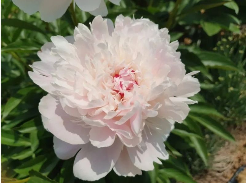 김정원님의 장터 판매 상품 [알러티에 겹작약 구근 선착순 5개(판매완료)] 첨부 사진