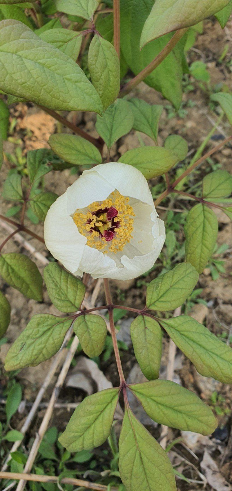 천지인야생화님의 장터 판매 상품 [토종 백작약 개화구(3년생)품절] 첨부 사진
