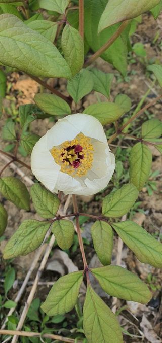천지인야생화님의 작성글 사진
