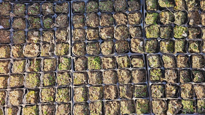 천지인야생화님의 장터 판매 상품 [토종 백작약 개화구(3년생)품절] 첨부 사진