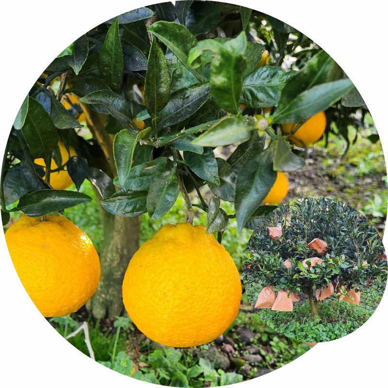 장터 상품 [한라봉 10kg(판매종료)] 썸네일