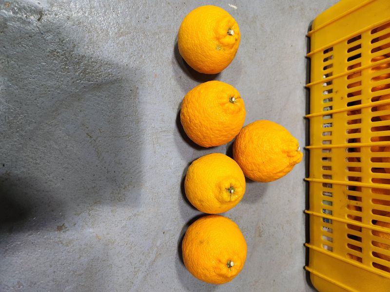 김행복님의 장터 판매 상품 [한라봉 10kg(판매종료)] 첨부 사진