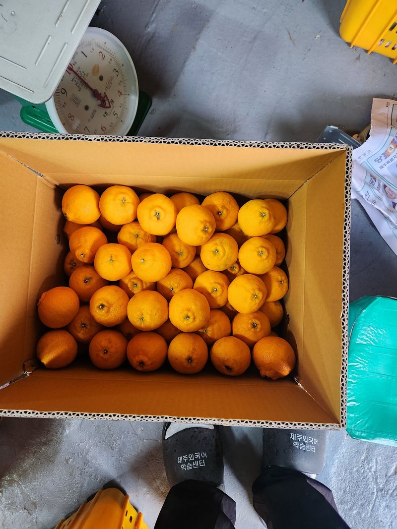 김행복님의 장터 판매 상품 [한라봉 10kg(판매종료)] 첨부 사진