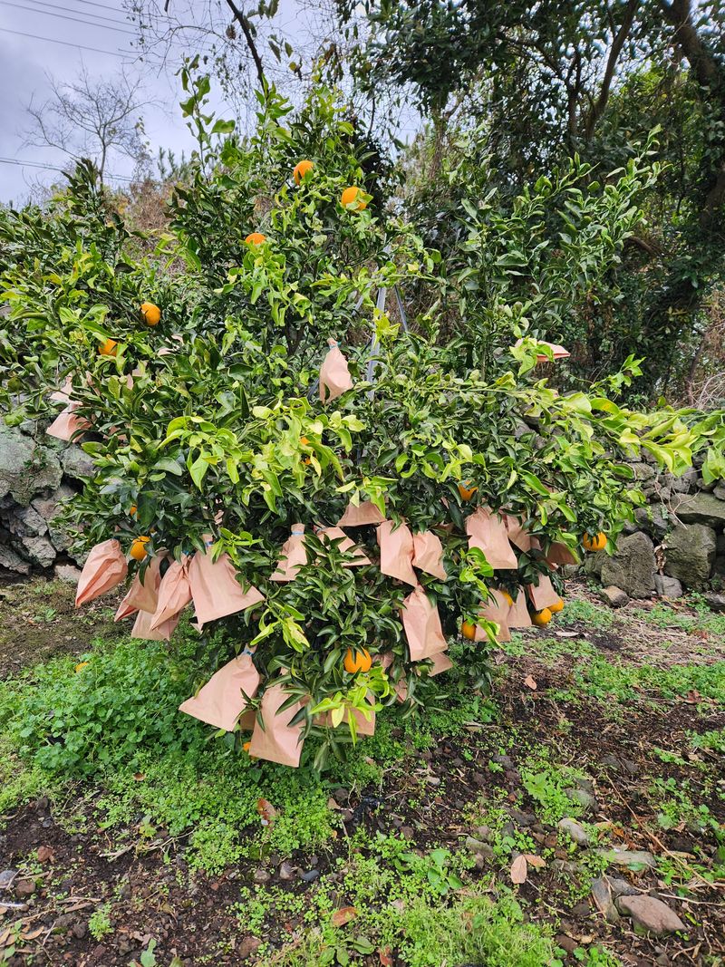 김행복님의 장터 판매 상품 [한라봉 10kg(판매종료)] 첨부 사진