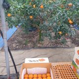 팜모닝 우리지역 대표작물 자랑하기·참여글 게시글 이미지