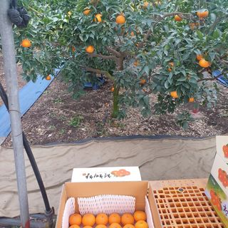 한담스카이농장님의 우리지역 대표작물 자랑하기 · 참여글 작성글 사진