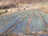 김재현님의 양파·자유게시판 작성글 사진