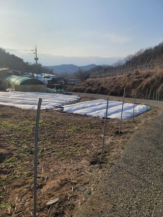 김재현님의 양파 · 자유게시판 작성글 사진