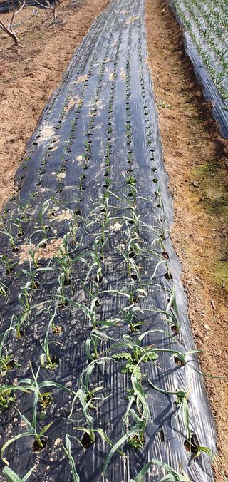 팜모닝회원 성주 님의 마늘 · 마늘 쪽 비대기 작성글 사진