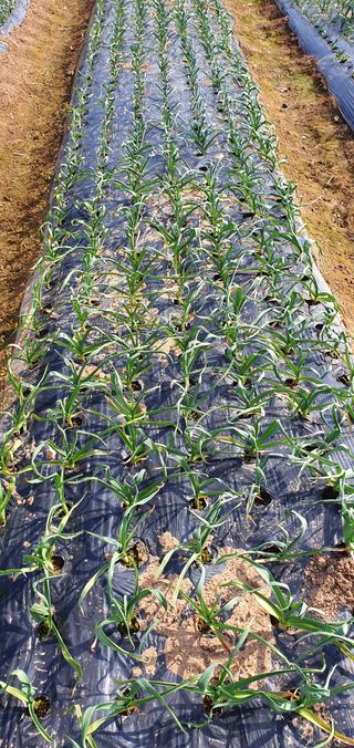 팜모닝회원 성주 님의 마늘 · 마늘 쪽 비대기 작성글 사진