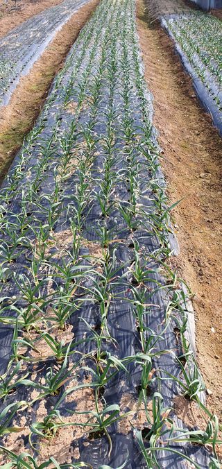 팜모닝회원 성주 님의 마늘 · 마늘 쪽 비대기 작성글 사진