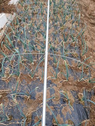 주옥님의 양파 · 자유게시판 작성글 사진