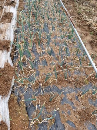 주옥님의 양파 · 자유게시판 작성글 사진