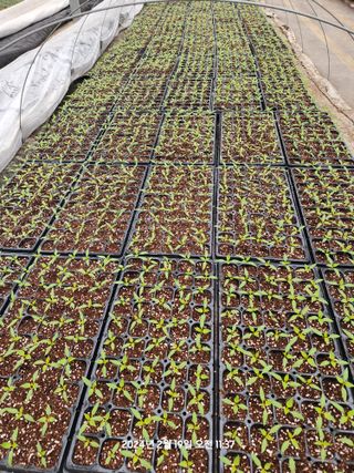 박광순님의 고추 · 파종•정식 작성글 사진
