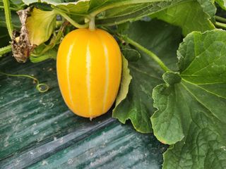 선진참외팜님의 우리지역 대표작물 자랑하기 · 참여글 작성글 사진