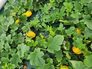 선진참외팜님의 우리지역 대표작물 자랑하기 · 참여글 작성글 사진