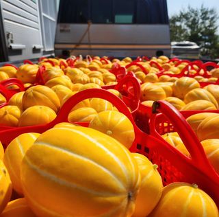 선진참외팜님의 우리지역 대표작물 자랑하기 · 참여글 작성글 사진